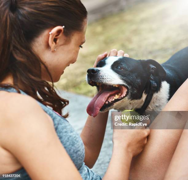 panting excitedly, staffie waits for owner to throw ball - staffordshire bull terrier stock pictures, royalty-free photos & images