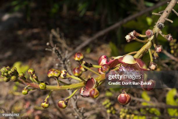 cannonball tree (couroupita guianensis) - cannonball tree stock pictures, royalty-free photos & images