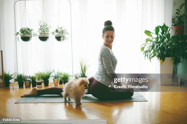 ioga em casa - pomeranian - fotografias e filmes do acervo