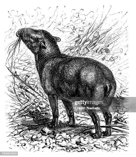 bildbanksillustrationer, clip art samt tecknat material och ikoner med amerikanska tapir (tapirus americanus) - tapir