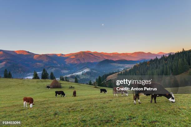 cows graze in the mountains at dawn - 放牧 活動 個照片及圖片檔