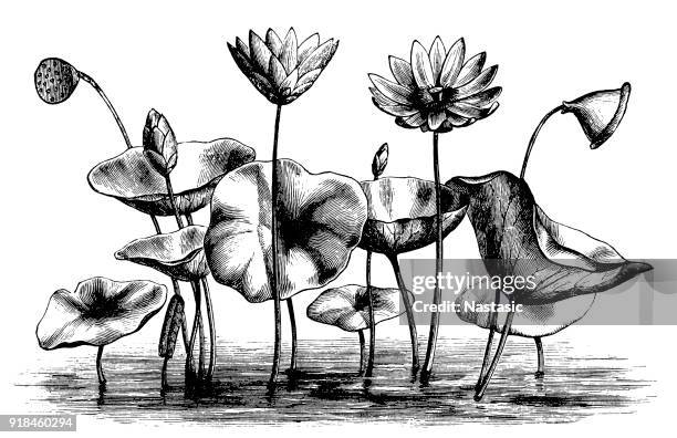 stockillustraties, clipart, cartoons en iconen met nelumbo lutea (gele lotus, amerikaans lotus, water-chinquapin) - in het water levend