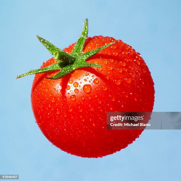 tomato - 蕃茄 個照片及圖片檔