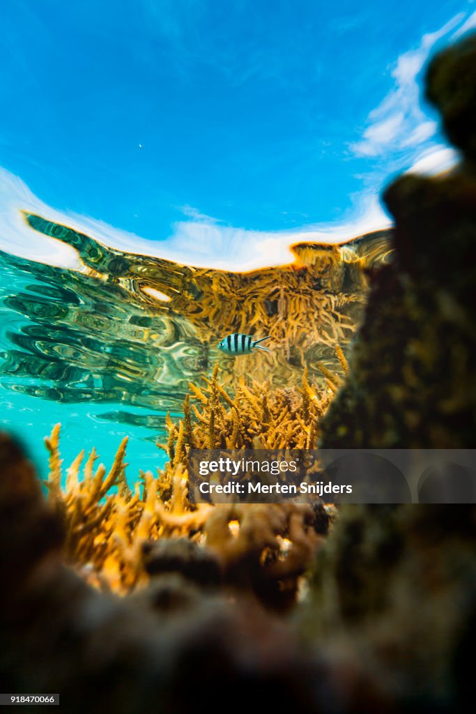 Sunrise coral reef surface reflections inside Fakarava lagoon