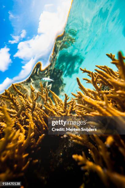 sunrise coral reef surface reflections inside fakarava lagoon - merten snijders stock pictures, royalty-free photos & images