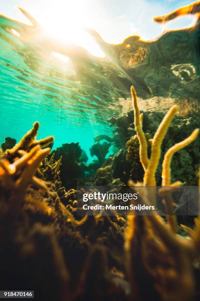 sunrise coral reef surface reflections inside fakarava lagoon - merten snijders stock pictures, royalty-free photos & images