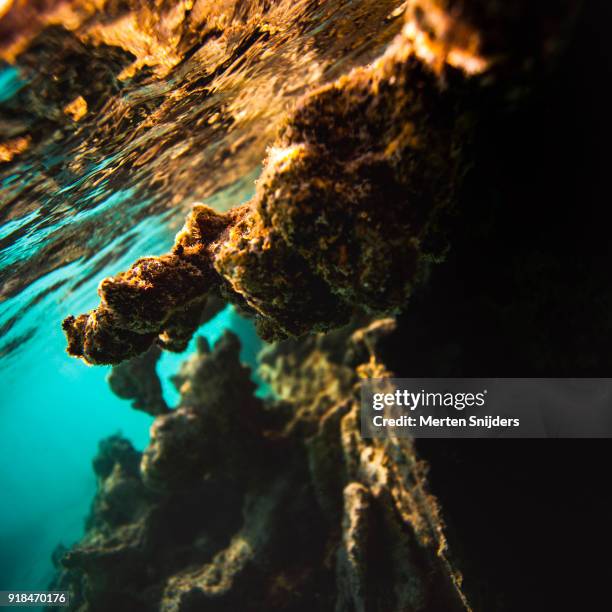 sunrise coral reef surface reflections inside fakarava lagoon - merten snijders stock-fotos und bilder