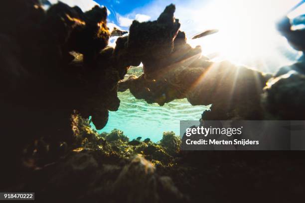 sunrise coral reef surface reflections inside fakarava lagoon - merten snijders stock-fotos und bilder