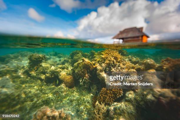 oysterfarm and coral reef in fakarava lagoon - halfterfisch stock-fotos und bilder