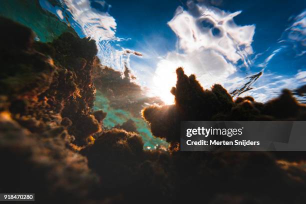 sunrise coral reef surface reflections inside fakarava lagoon - merten snijders stock-fotos und bilder