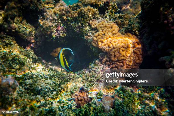 moorish idol fish amidst coral in fakarava lagoon - halfterfisch stock-fotos und bilder