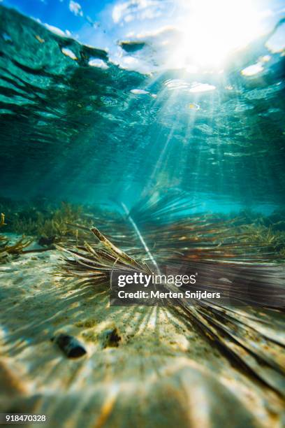 sunken palm branch in turquiose lagoon during sunrise - merten snijders stock-fotos und bilder