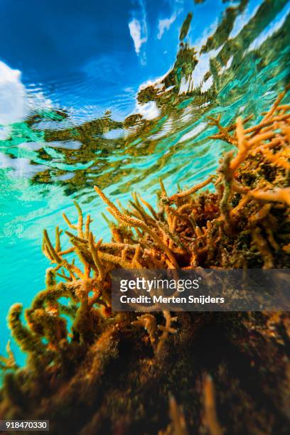 sunrise coral reef surface reflections inside fakarava lagoon - merten snijders stock-fotos und bilder
