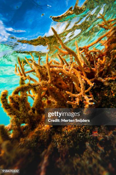 sunrise coral reef surface reflections inside fakarava lagoon - merten snijders stock pictures, royalty-free photos & images