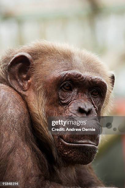 chimpanzee  portrait - andrew dernie - fotografias e filmes do acervo