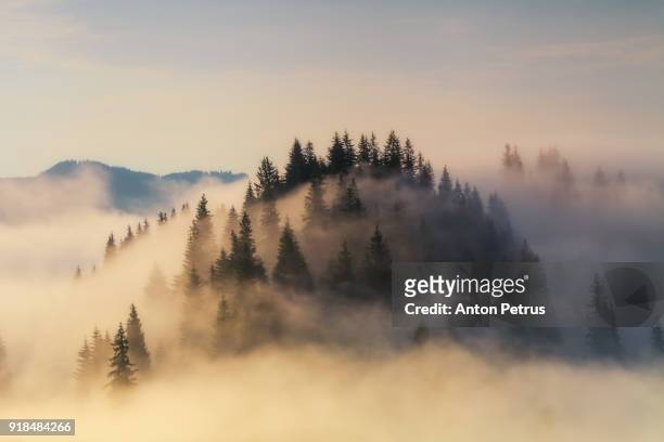 foggy sunrise in the mountains in summer - misty forest stockfoto's en -beelden
