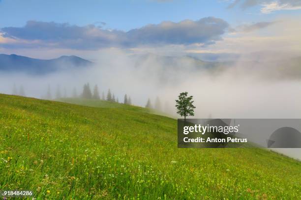 lonely tree in foggy mountains - aspen tree silhouettes stock pictures, royalty-free photos & images