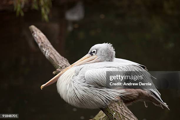 pink-backed pelican - andrew dernie stock-fotos und bilder