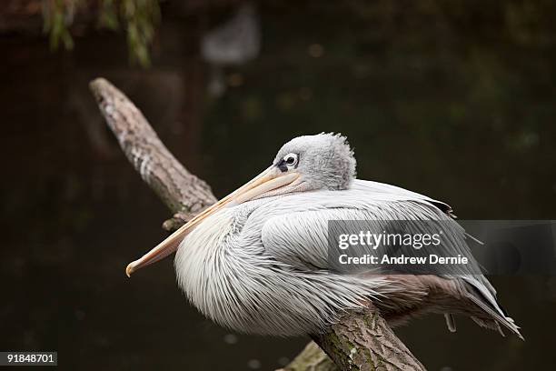 pink-backed pelican - andrew dernie - fotografias e filmes do acervo
