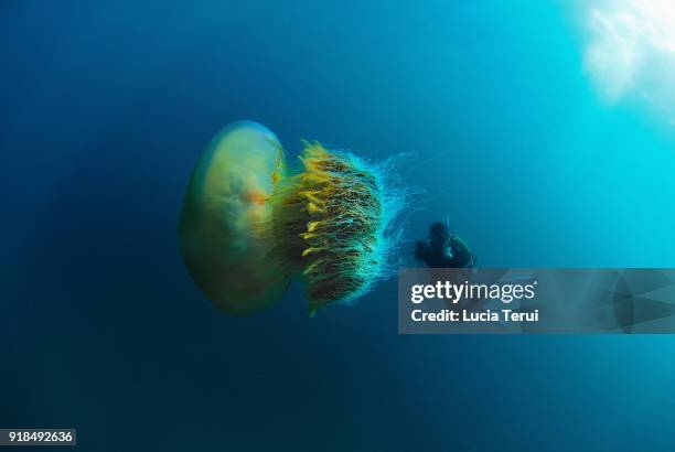 diver and nomura's jellyfish (nemopilema nomurai), japan - jellyfish - fotografias e filmes do acervo