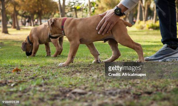 young man holding his puppy by the waist while playing at the parks. - boerboel stock pictures, royalty-free photos & images