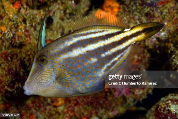 Threadsail Filefish 946 Filefish Stock Photos, High-Res Pictures, and Images - Getty Images