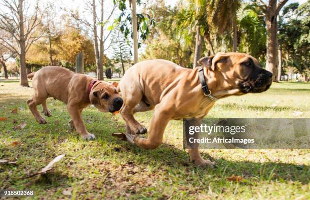 twee puppies uitgevoerd op het gras in het park. - boerboel stockfoto's en -beelden