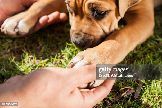 young male holding his puppy's paws at the park. - boerboel stock pictures, royalty-free photos & images