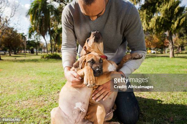 young man cuddling his puppies while playing at the park. - boerboel stock pictures, royalty-free photos & images