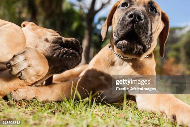 twee boerboel pups spelen op het gras in het park. - boerboel stockfoto's en -beelden