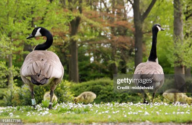 geese with chicks - gosling stock pictures, royalty-free photos & images