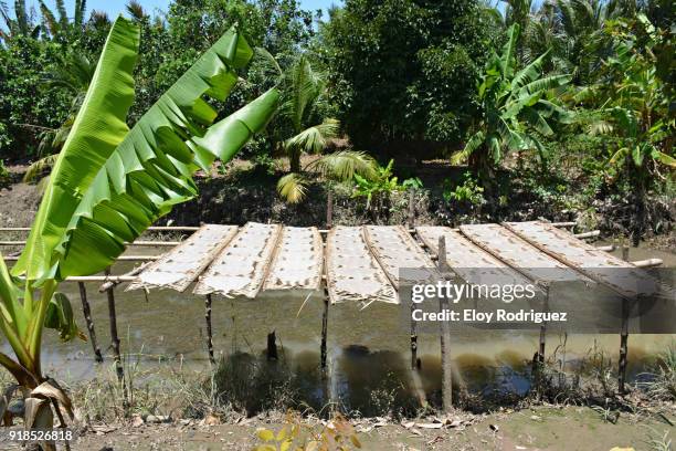 vietnam - delta del rio mekong - secadrero de "pan de arroz" - arroz stockfoto's en -beelden