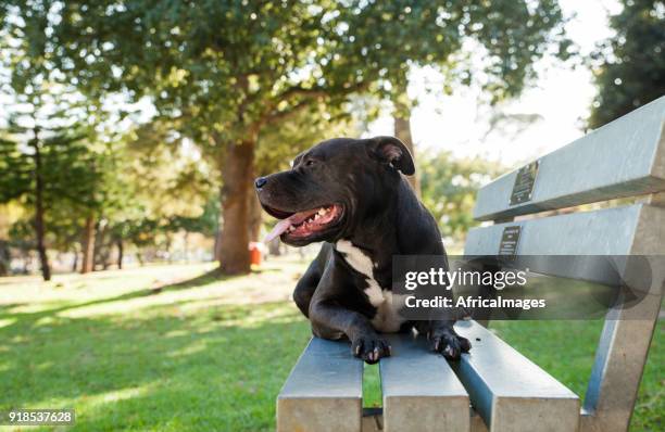 dark brown pit bull terrier lying on a bench at the park. - african pit bull stock pictures, royalty-free photos & images