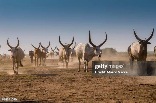 beef cattle - ankole stock pictures, royalty-free photos & images