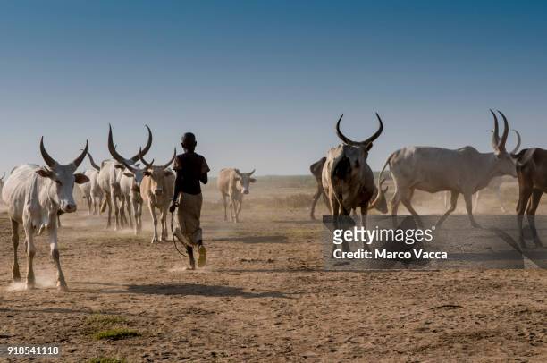 beef cattle - sudan del sur fotografías e imágenes de stock