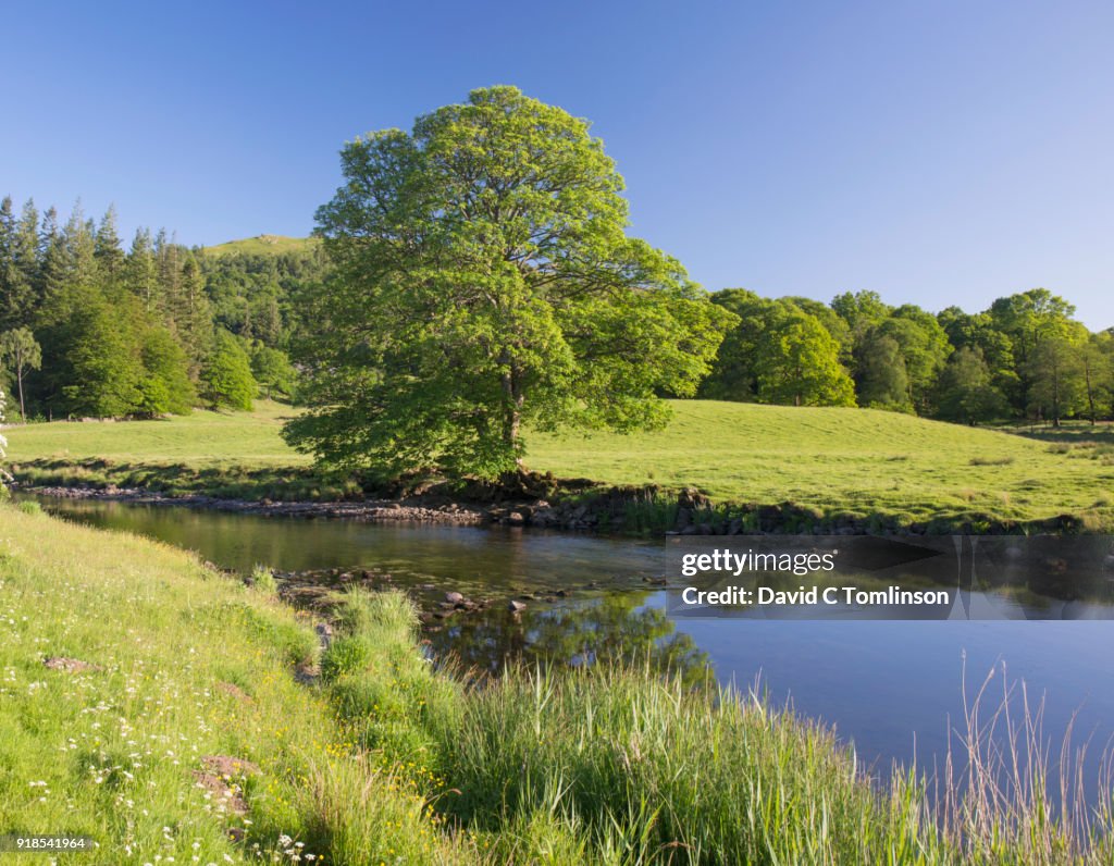 The tranquil River Brathay, Elterwater, Lake District National Park, Cumbria, England, UK