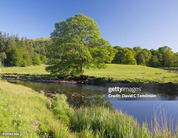 the tranquil river brathay, elterwater, lake district national park, cumbria, england, uk - rivier gras oever stockfoto's en -beelden