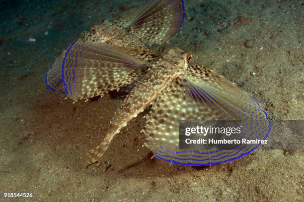 flying gurnard. - flughahn stock-fotos und bilder