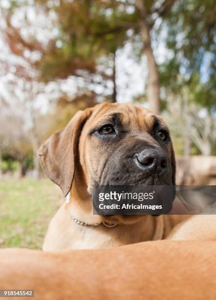portret van een schattig boerboel pup in het park. - boerboel stockfoto's en -beelden