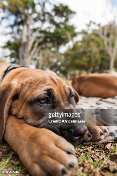 cute portrait of a boerboel puppy laying on the grass. - boerboel stock pictures, royalty-free photos & images