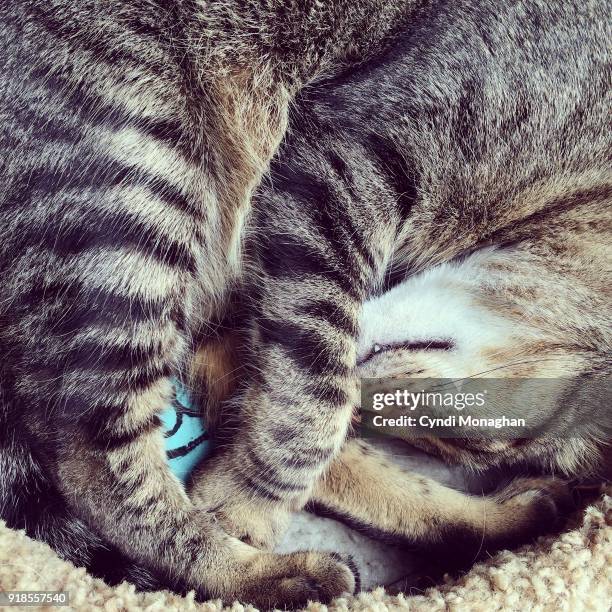 tabby cat curled up and sleeping - american curl kitten stock pictures, royalty-free photos & images