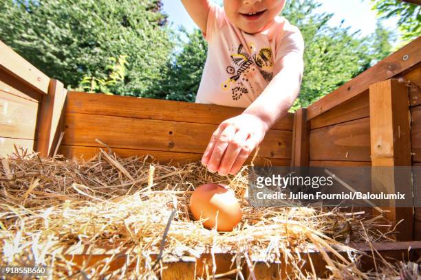 the harvest of the eggs - the coop stock pictures, royalty-free photos & images