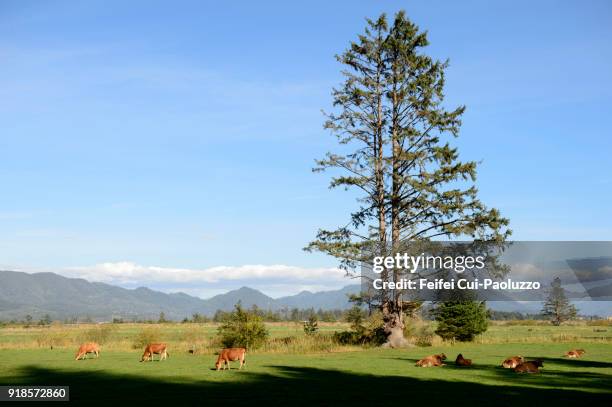 tree and rural scene at tillamook, oregon, usa - tillamook county fotografías e imágenes de stock