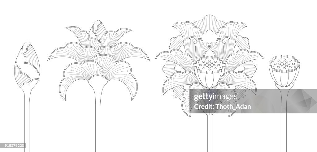 Lotus Flower Set with Bud, Blossom and Seed Pod (Line Art)