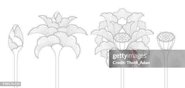 lotus flower set with bud, blossom and seed pod (line art) - lotus stock illustrations