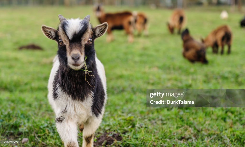 Close-up of a Goat carrying a leaf of grass