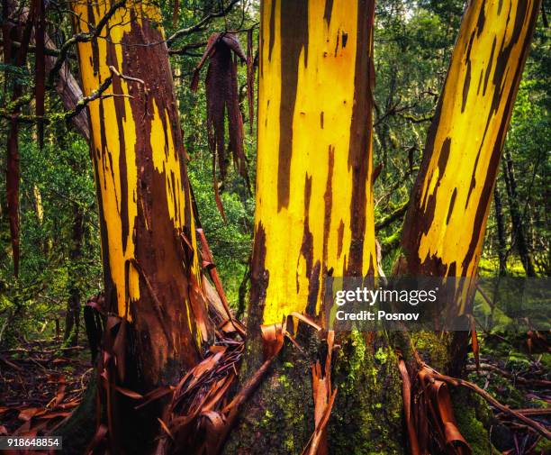 eucalyptus tree shedding bark - eucalyptus tree bark stock pictures, royalty-free photos & images