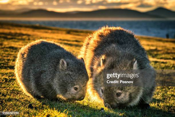 wombats - wombat fotografías e imágenes de stock