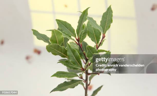 laurel. - bayleaf stockfoto's en -beelden