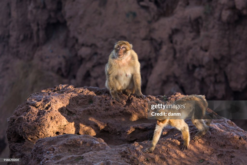 Portrait of a monkey on Ouzoud Waterfall in Morocco